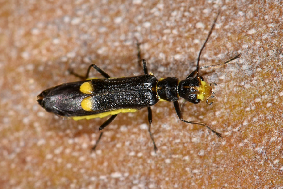 Cantharidae:  Malthinus cfr. scriptus, femmina